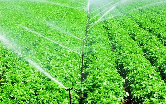 水溶肥的正确挑选你够了解吗